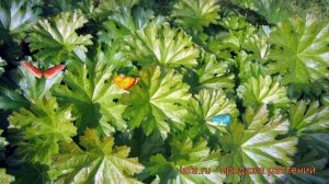 Дармера щитовидная (darmera peltata) ? щитовидная дармера обзор: как сажать, рассада дармеры