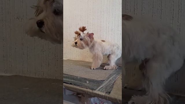 Yorkshire terrier puppy gets first haircut! / Щенок йоркширского терьера сделал первую стрижку!