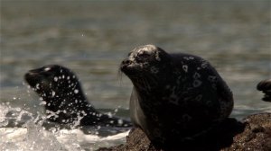 Антур или тюлень Стейнегера (Phoca vitulina stejnegeri) - Harbor Seal