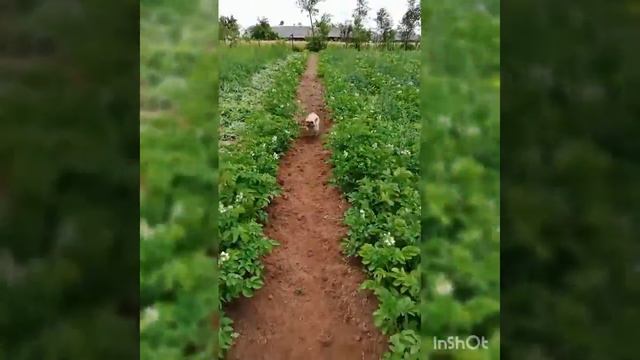 Счастливый пёс на даче. ЧАСТЬ 1 смотреть онлайн