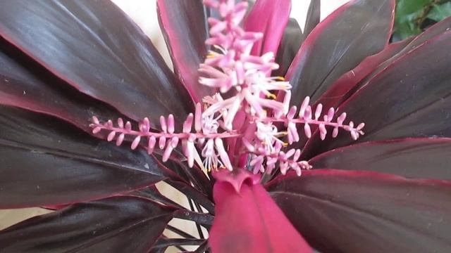 Кордилина зацвела....не ожидала. смотреть онлайн