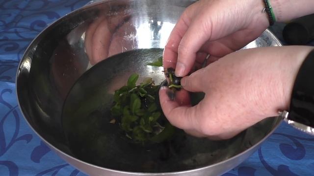 Как разбить фласку с сеянцами орхидей.Фунгицид.Витамины. Первый опыт смотреть онлайн