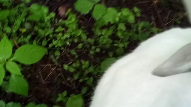 Поймали кролика а Сокольниках смотреть онлайн