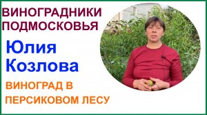 Виноград, абрикосы и персиковый сад Юлии Козловой. Раменский район.