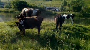 Миньяр коровы просто видео без музыки 2014