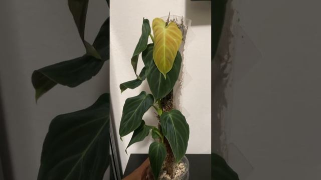 Philodendron Splendid (verrucosumxmelanochrysum) #philodendron #climber #mosspole #newleaf #plants