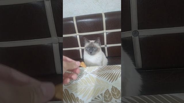 Нэйси наелась печенек pets милота animals cat cool кошка кошки beautiful питомцы