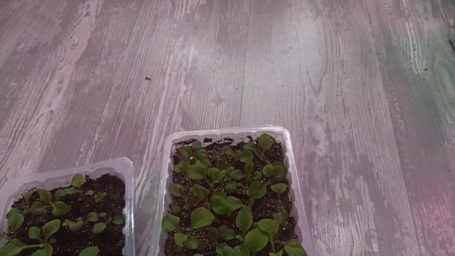 Эксперимент. Петуния из своих семян.