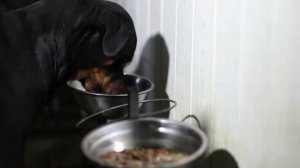 Чем кормить собаку Говорит ЭКСПЕРТ Сухой корм?