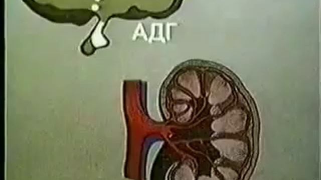 Выделительная функция почек смотреть онлайн