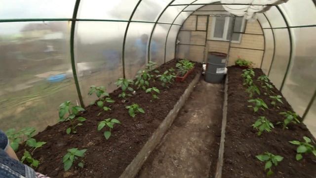 Фермерский сыр. Племянник вернулся из армии. Высадила помидоры. Личинка бронзовки. Всходы лука. смотреть онлайн