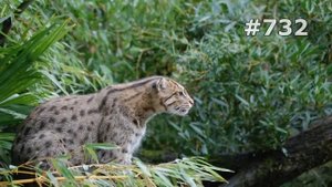 #732. Дикие кошки (В мире животных)