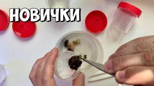 Новички | Кораллы