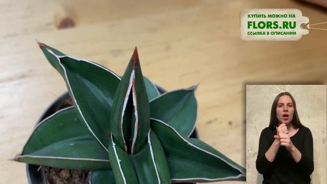 Сансевиерия Самурай { СУРДОПЕРЕВОД } растение для любования | Растение для японского интерьера смотреть онлайн