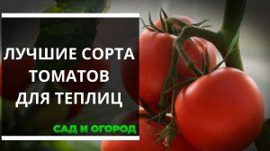 Лучшие сорта томатов для теплиц