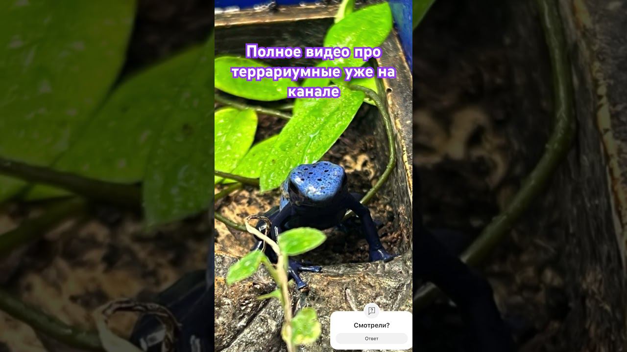 Взаперти! #shortvideo #москва #zoolife #экзотика #zooanimals #зверьёмоё #zoo #цветы #цветыдлядома