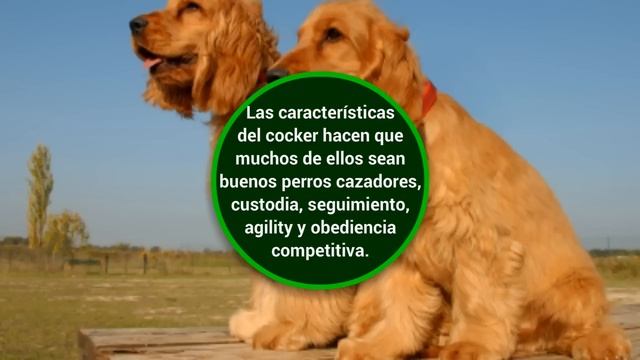 Raza de perros  Cocker Spaniel