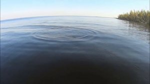 Обзор свим-бейта от Lucky Craft Real California Supreme