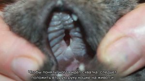 Как принимать роды у кошки в домашних условиях