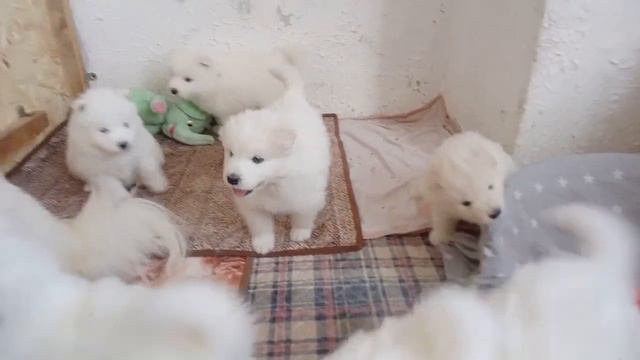 щенки Самоеда ❤️ родились 15.01.24самоеды#самоедскаялайка# есть свободные щенки 👆 89041390828 Алена