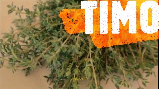 TIMO - 3 - Utile per Tosse, Digestione... VARIETA' Thymus :Serpillo, Azoricus, Carnosus, Citriodoru смотреть онлайн