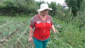 Расторопша (пёстро-остро) целебные травы