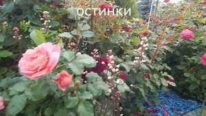 КАНАДСКИЕ РОЗЫ В САДУ.ЧАСТЫЕ ВОПРОСЫ.Аделаида Худлесс,Моден Сентинниал,Моден Файгерлоу и др.