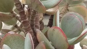 CRASSULA ARBORESCENS 'BLUEBIRD' PLANT