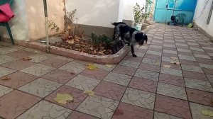 собаку укусила змея гадюка