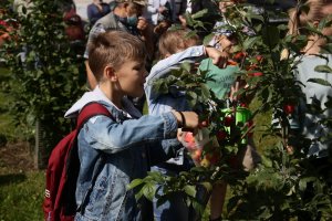 В Калининском районе жильцы дома вырастили настоящий яблоневый сад