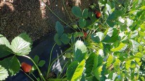 сорт Перчинкью ...