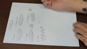 Карта фэнтези мира 4 | Рисуем лес