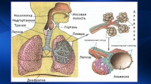 2.14. Массаж при заболеваниях органов дыхания. Массаж при пневмонии | Ммедицинский массаж. Цикл 2