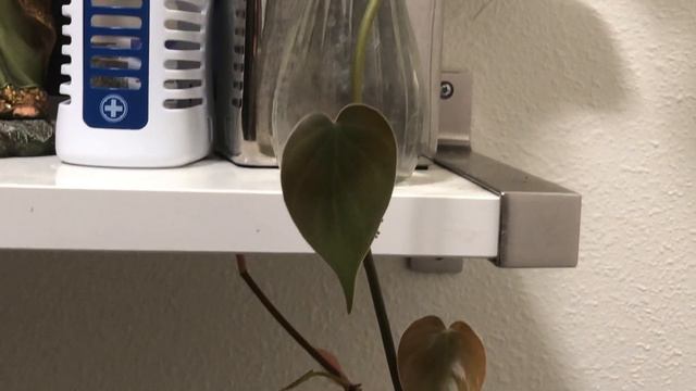 Indoor plants that can harm your puppies 🐶 смотреть онлайн