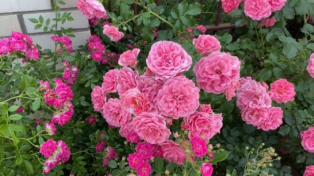 Роза Розариум Ютерсен плетистая смотреть онлайн