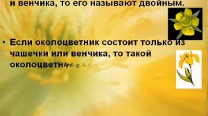 Строение цветка