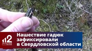 Нашествие гадюк зафиксировали в Свердловской области