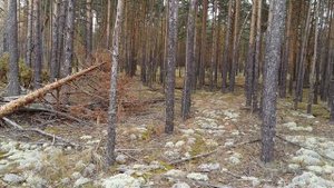 Красный Стекловар -река Илеть 13.1017