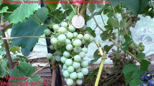 Виноград технический, винный ДУБЛЯНСКИЙ (Пузенко Наталья Лариасовна)