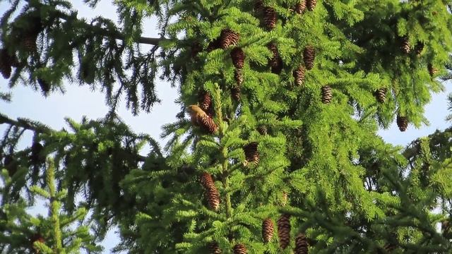 №3263 04 04 2023 Клесты на елке смотреть онлайн