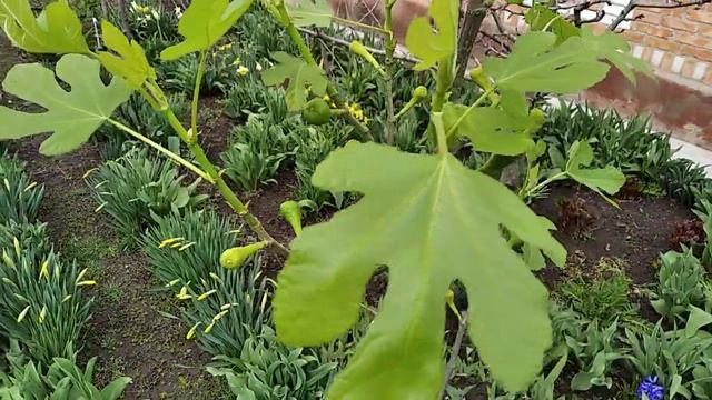 Інжир, перший рік життя. смотреть онлайн