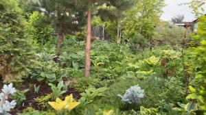 Сад хост в Бийске. Хосты !!! 30 мая 2022 г. Hosta garden tour 2022. Biysksadhost #хосты#хоста#сад#