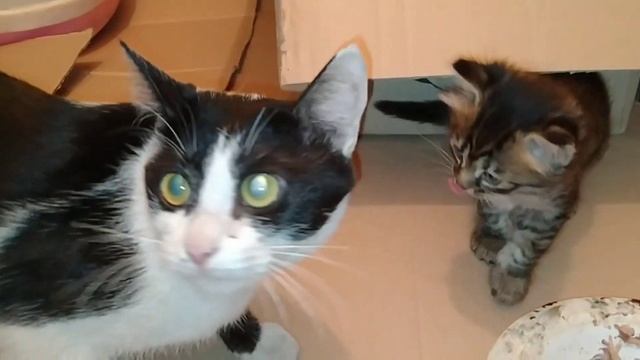 Abandon Mother Cat And Her 2 Cute Kittens смотреть онлайн