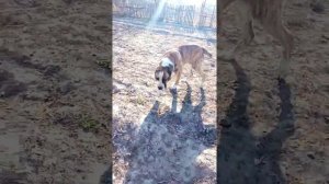 алабай и кангал трети день вязка