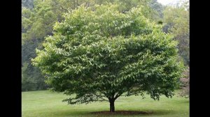 #Клен #Бук Лиственные #растения2 Декоративные растения