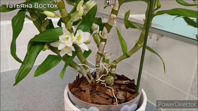 Дендробиум Нобиле Аполлон1#начало цветения#22.12.2023г. смотреть онлайн
