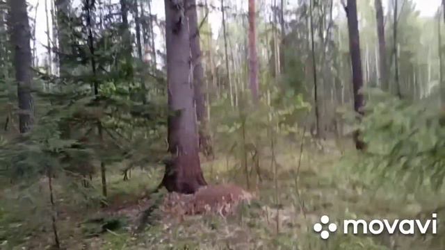 Прогулка по весеннему лесу. смотреть онлайн