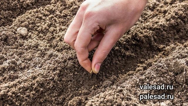 ПОСЕЙТЕ ТАК МОРКОВЬ ПОД ЗИМУ! Получите дружные всходы и ранний урожай! смотреть онлайн