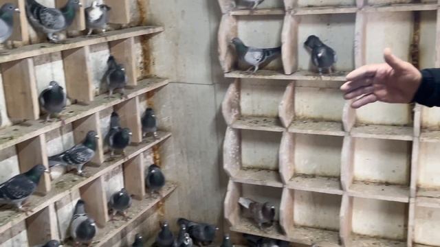 Дрекало Василь с.Лівчиці (клуб Жидачів) - знайомство з голубками смотреть онлайн