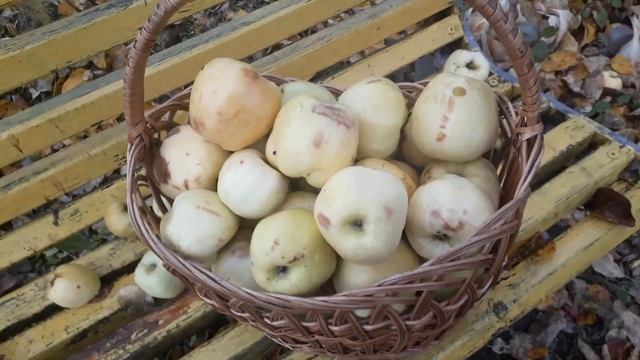 #фруктовыйсад #Антоновка /Яблоня Антоновка в саду.Собираем последний урожай зимнего сорта яблок